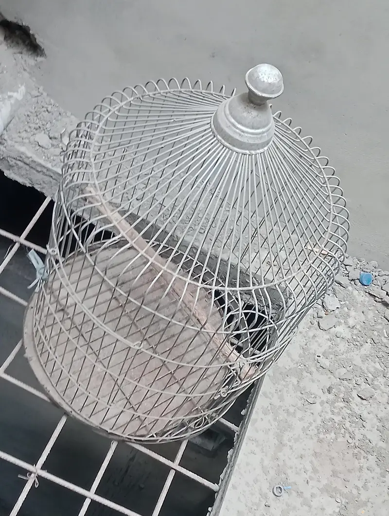 kingsize budgies pathy or cage — photo 9