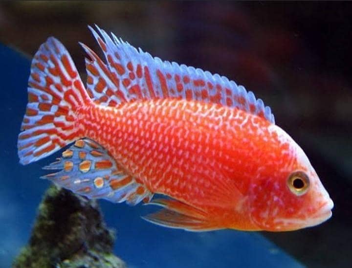 Malawi chichlids available 0