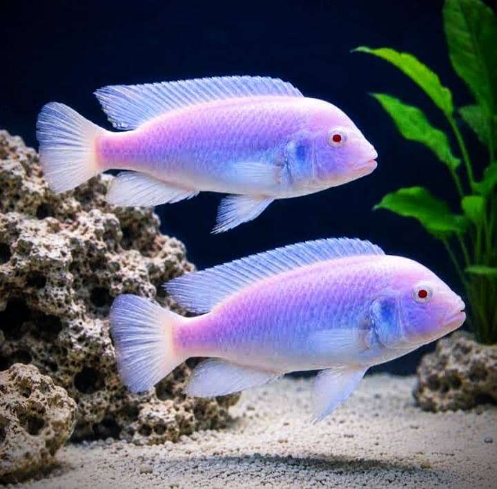 Malawi chichlids available 1
