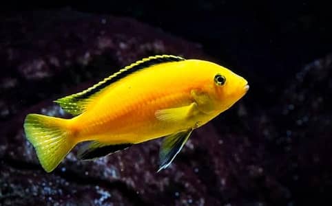 Malawi chichlids & high quality Betta available