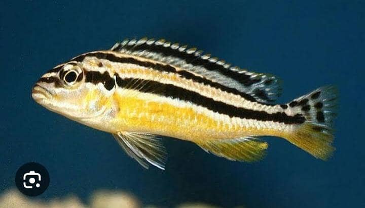 Malawi chichlids available 3