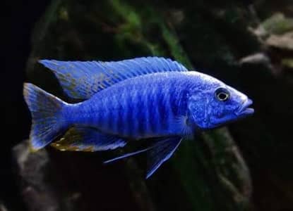 Malawi chichlids available