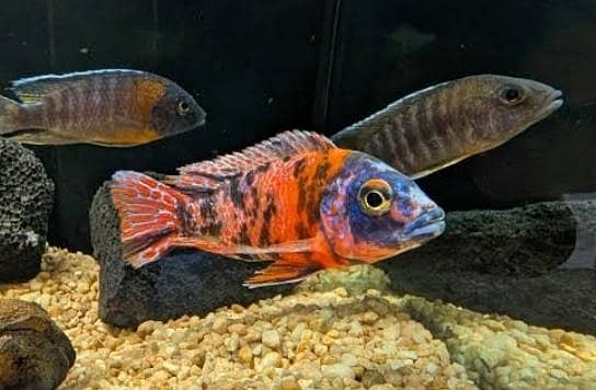 Malawi chichlids available 6