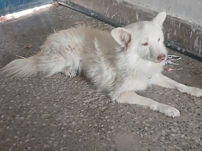 papy for sale male 0size