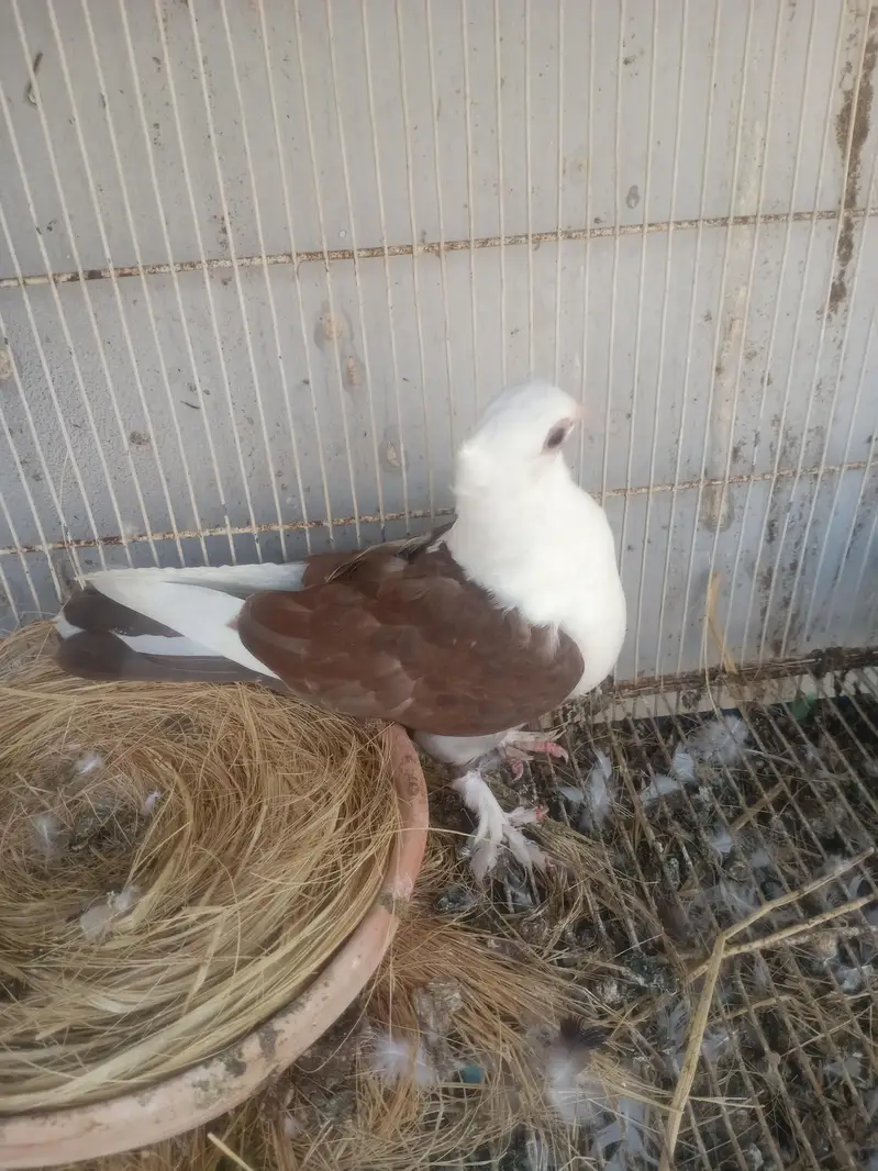 sherazi mukhi sentient — photo 7