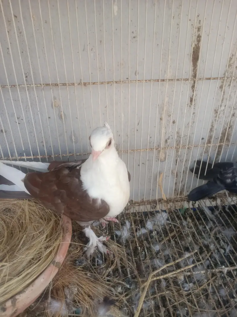 sherazi mukhi sentient — photo 8