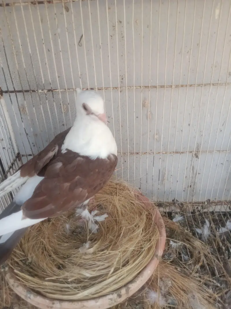 sherazi mukhi sentient — photo 9