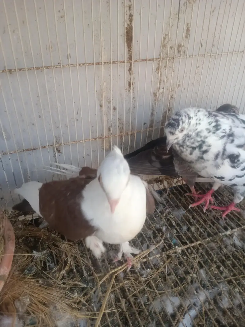 sherazi mukhi sentient — photo 10