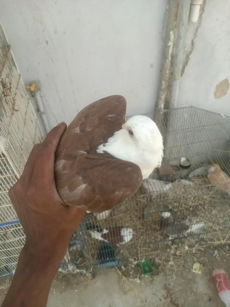 sherazi mukhi sentient — photo 11