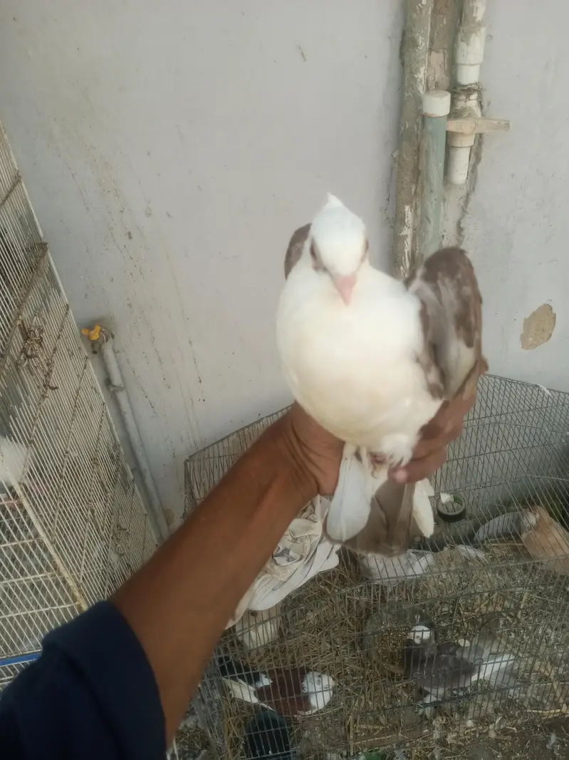 sherazi mukhi sentient — photo 12