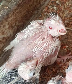 Eno cocktail chicks hand tame and one pearl pair