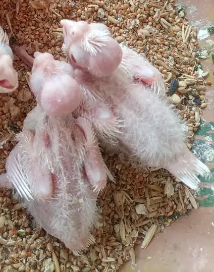 Eno cocktail chicks hand tame and one pearl pair — photo 3