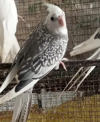 Eno cocktail chicks hand tame and one pearl pair — photo 4