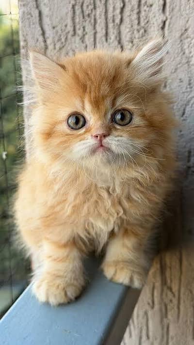 Persian kittens whatapp//0320 //7093//727 . . .