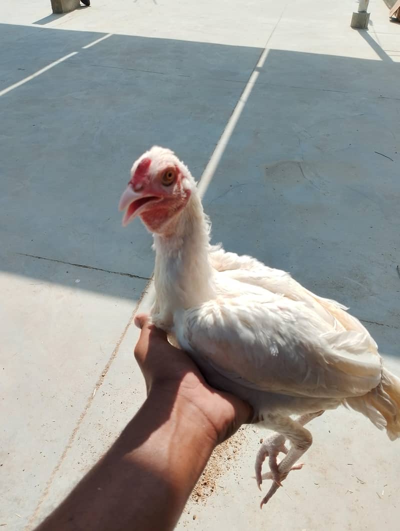Aseel heera 0