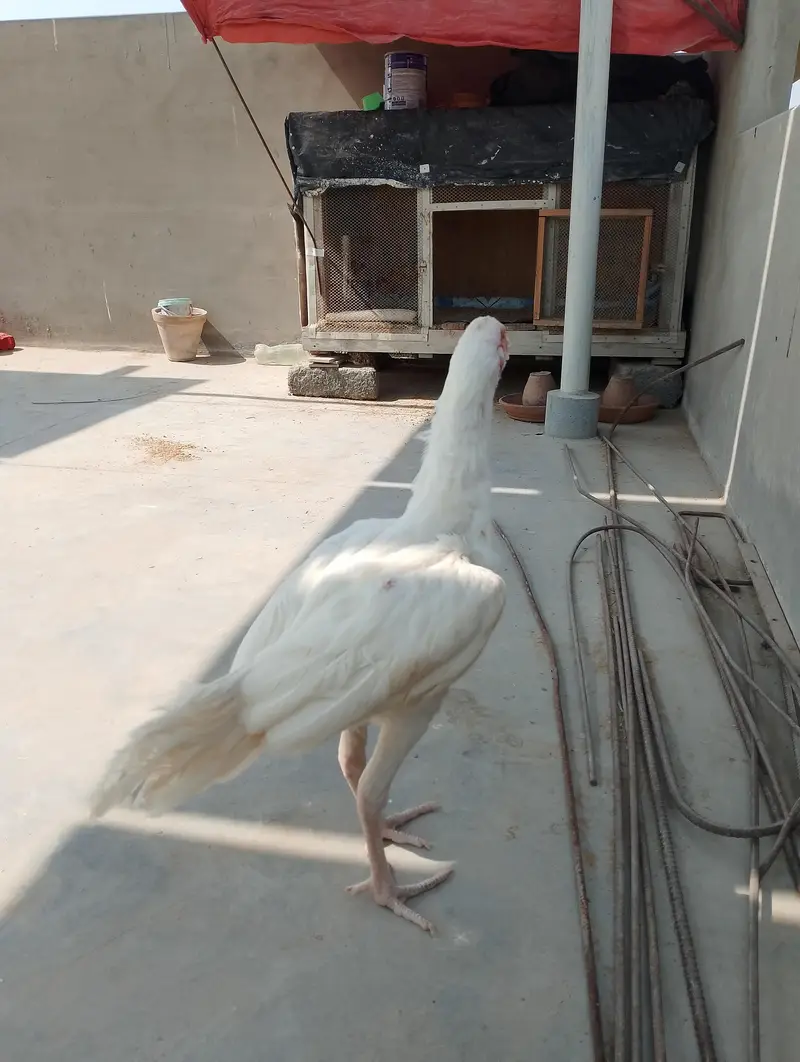 Aseel heera — photo 3
