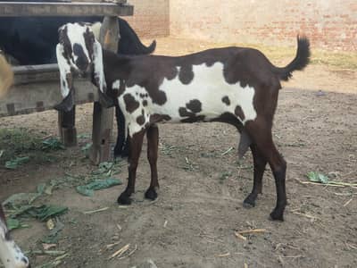 nagari bakri