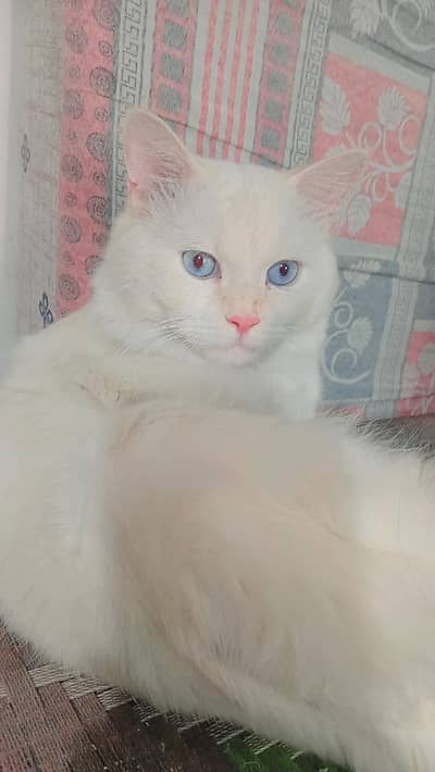 male and female for sale persion
