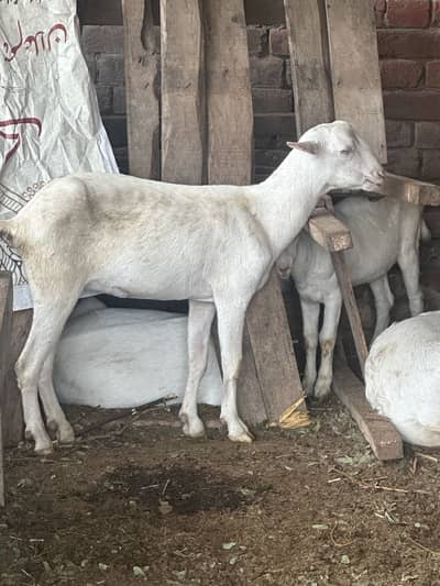 Pure teddy Gulabi female