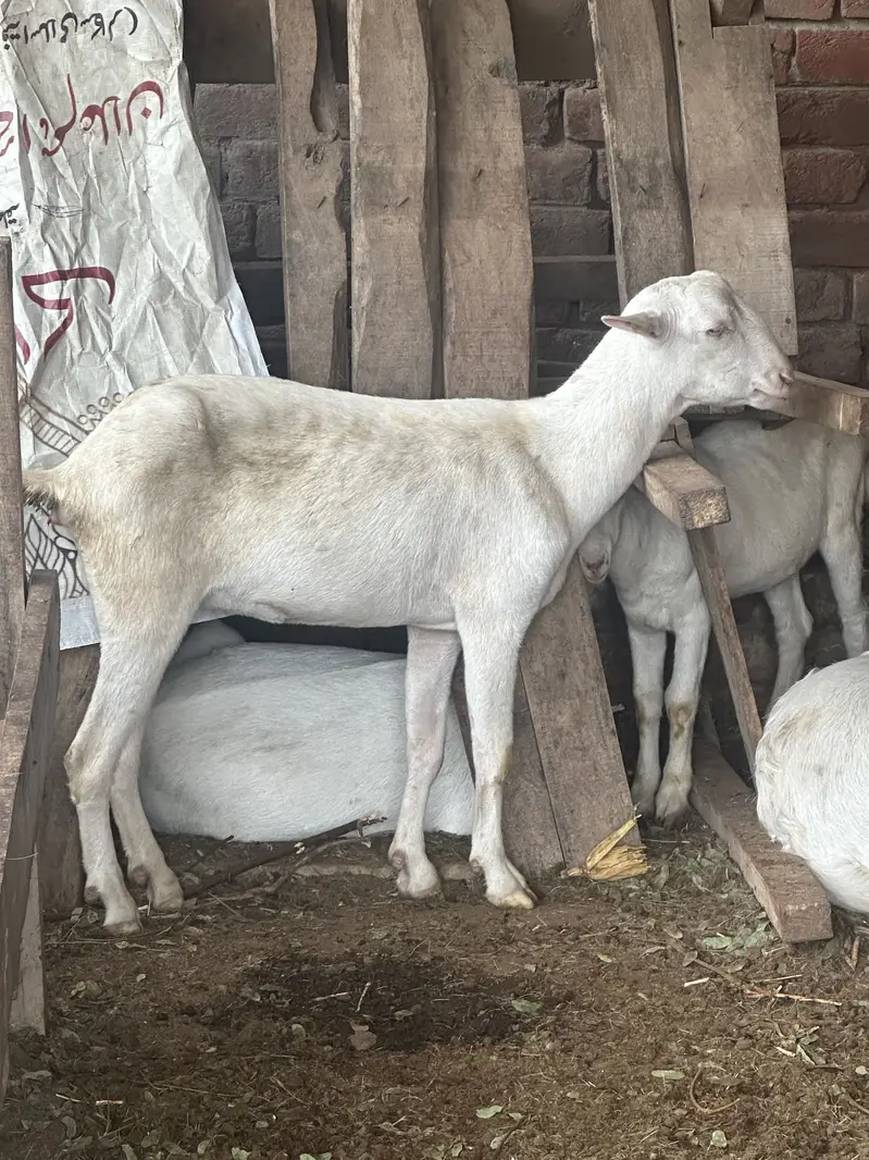 Pure teddy Gulabi female — photo 2
