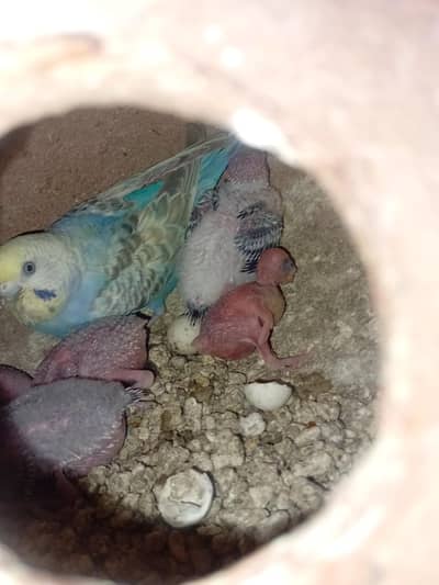 budgies + lutino = breader pairs