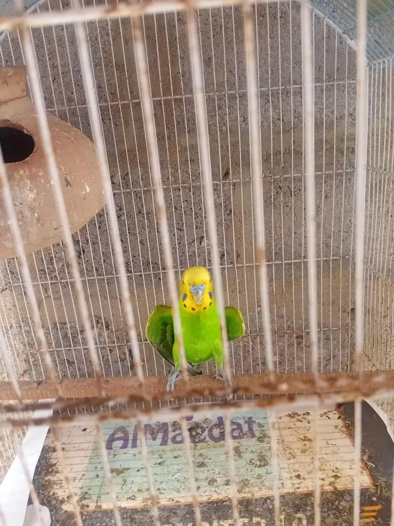 budgies + lutino = breader pairs — photo 2
