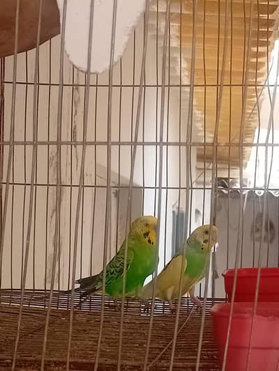 budgies + lutino = breader pairs