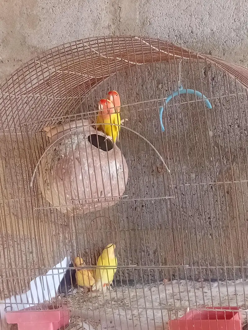 budgies + lutino = breader pairs — photo 4