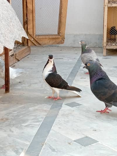high fly or fancy pigeon