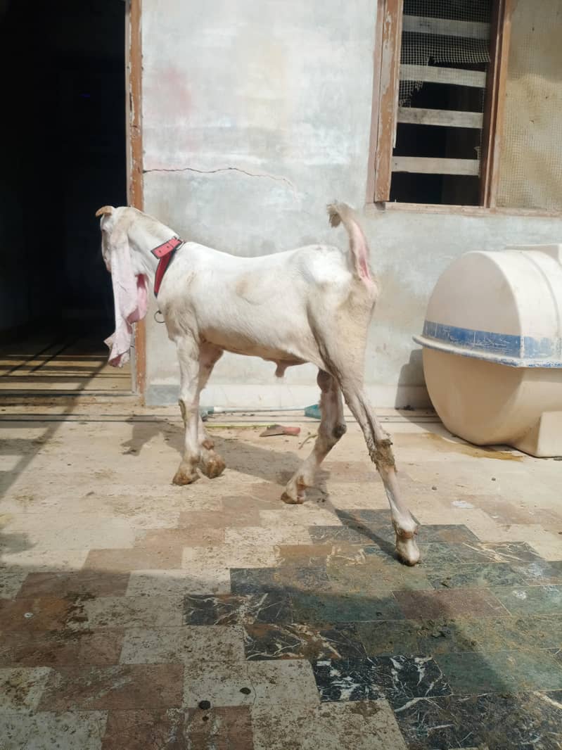 gulabi bakra 2