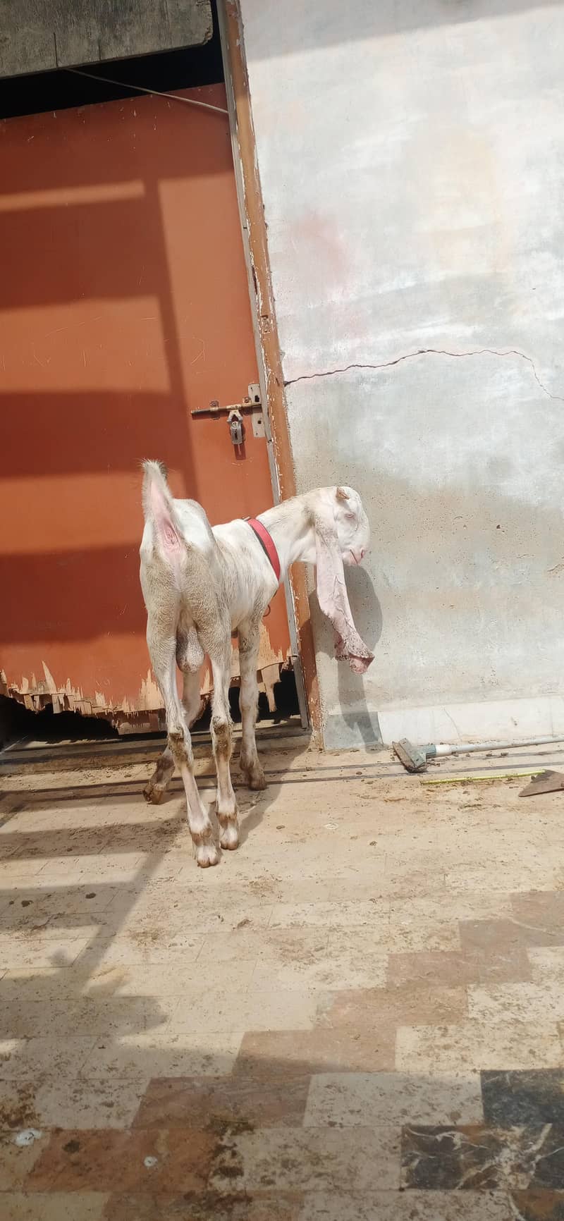gulabi bakra 4