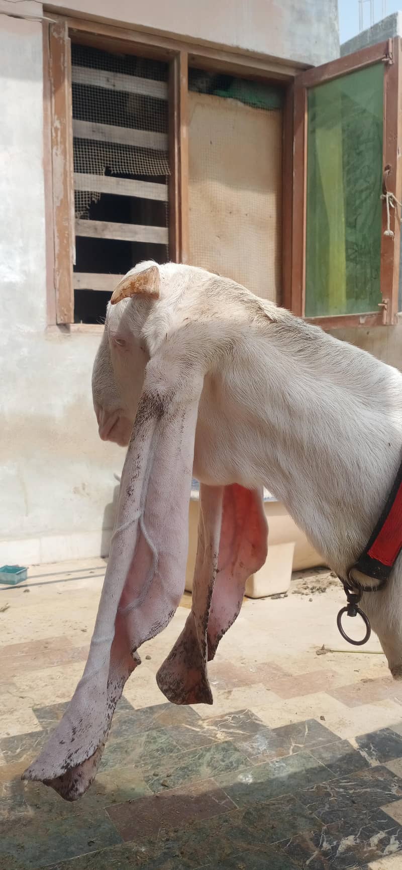 gulabi bakra 5