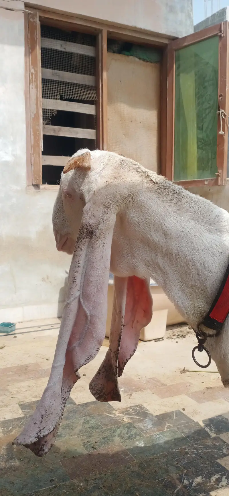 gulabi bakra — photo 6