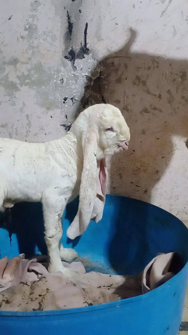 gulabi bakra 8