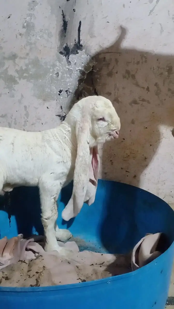gulabi bakra — photo 9