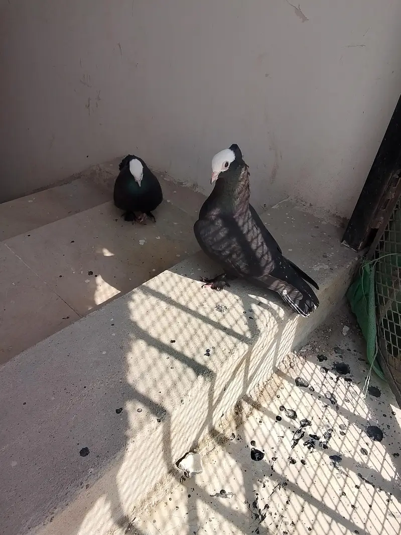 jet black mukhi pair big size — photo 3