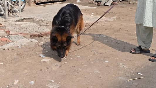 Garman shaft long Cort dark color marking exange possible Garman onlly