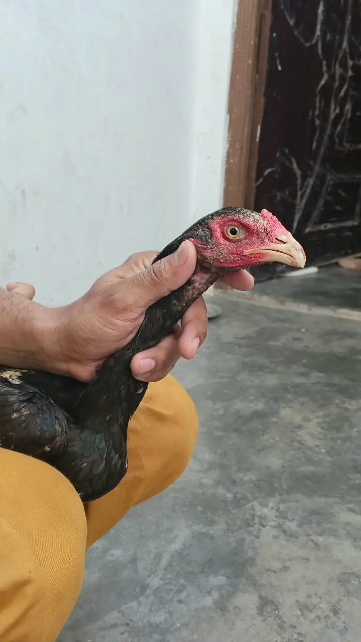 Pure Cheena Mushka Aur Sawa Aseel Patha — photo 4