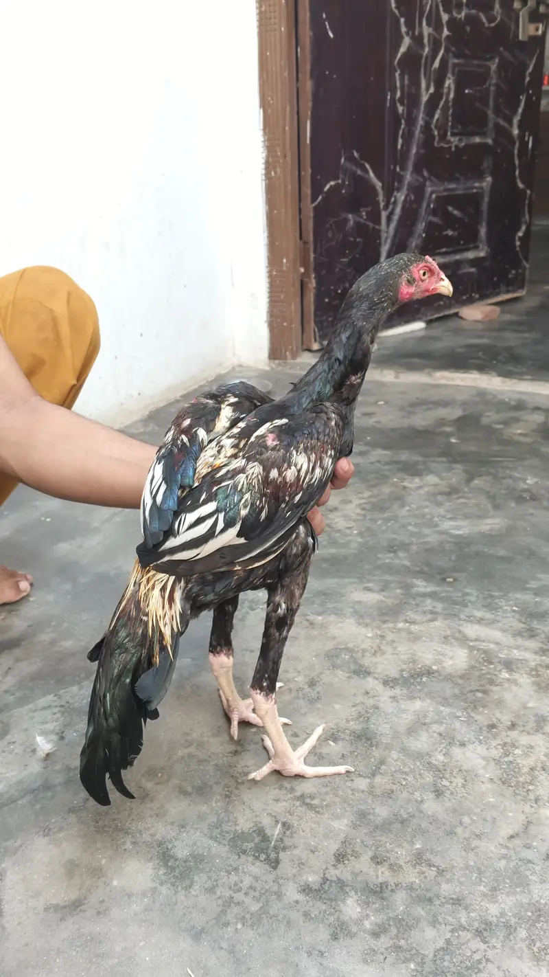Pure Cheena Mushka Aur Sawa Aseel Patha — photo 6