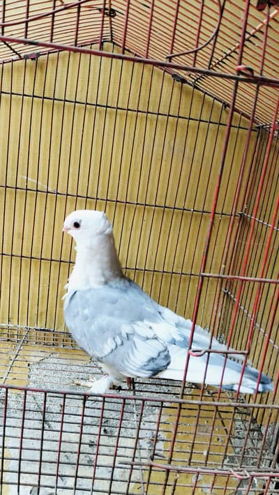 Blue Sentient wite bar Female