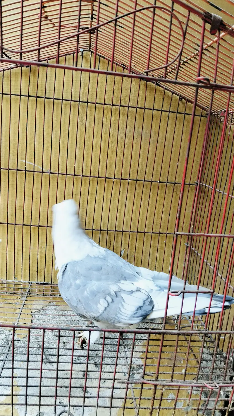 Blue Sentient wite bar Female — photo 2