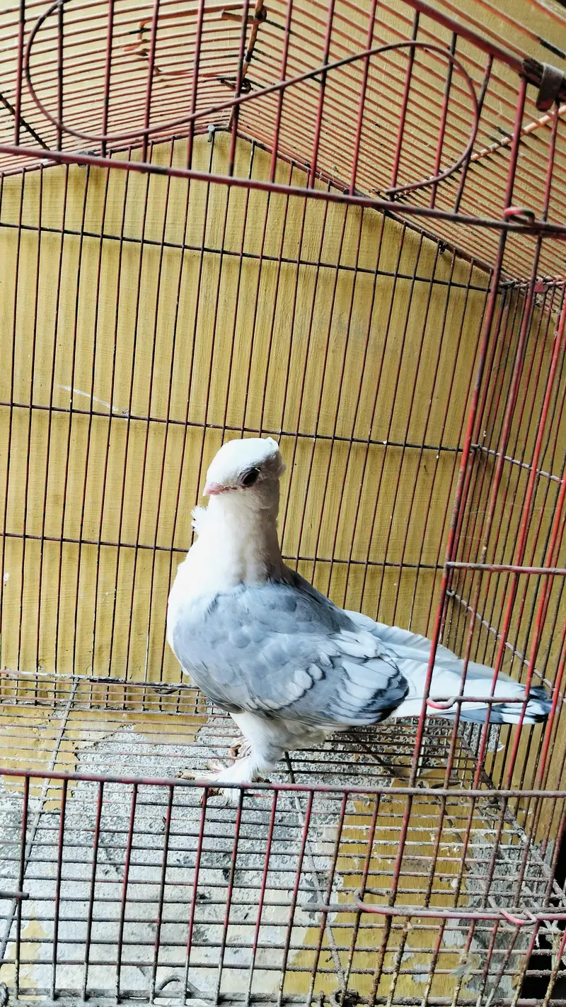 Blue Sentient wite bar Female — photo 3