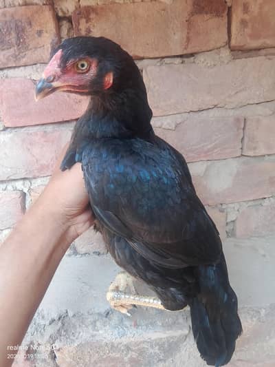 Aseel mushka Madi for sale