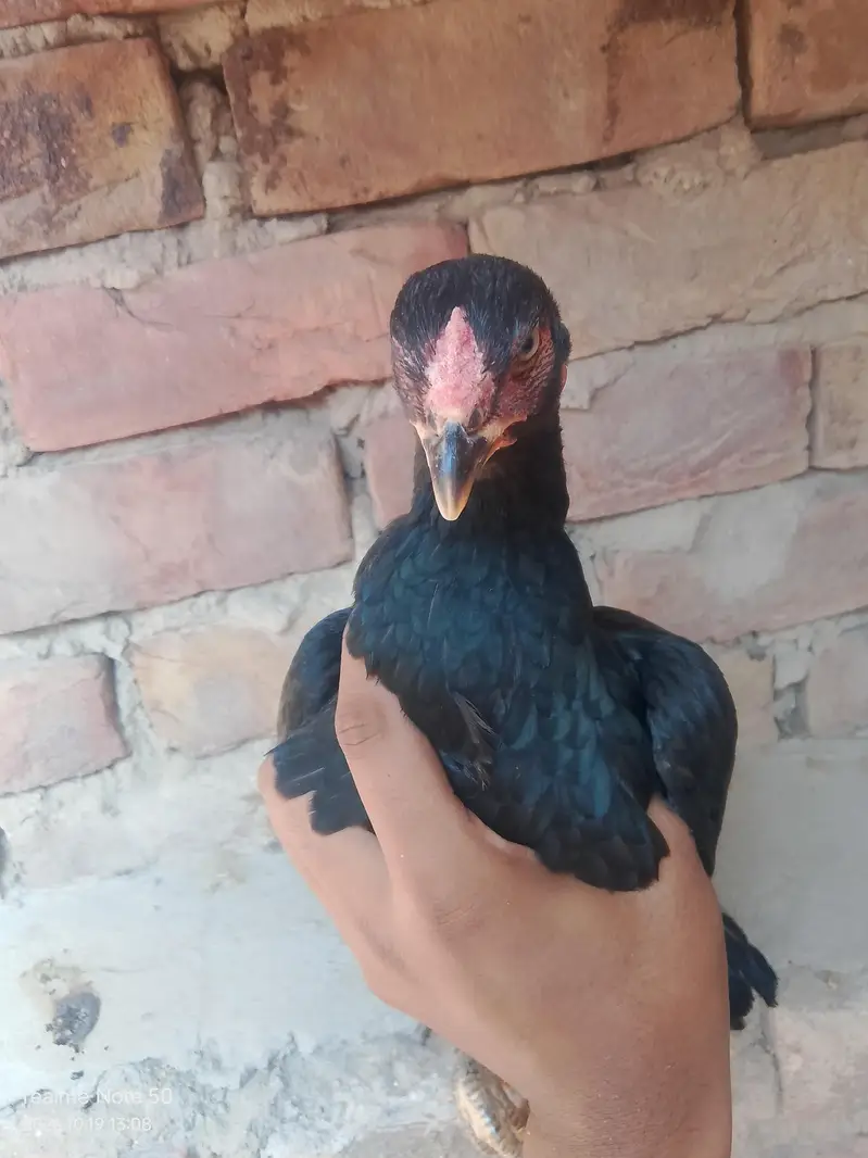 Aseel mushka Madi for sale — photo 2