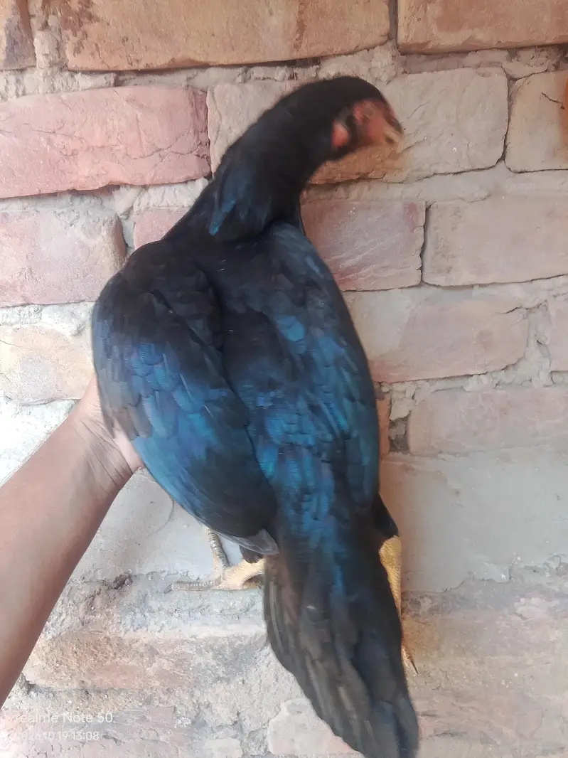 Aseel mushka Madi for sale — photo 3