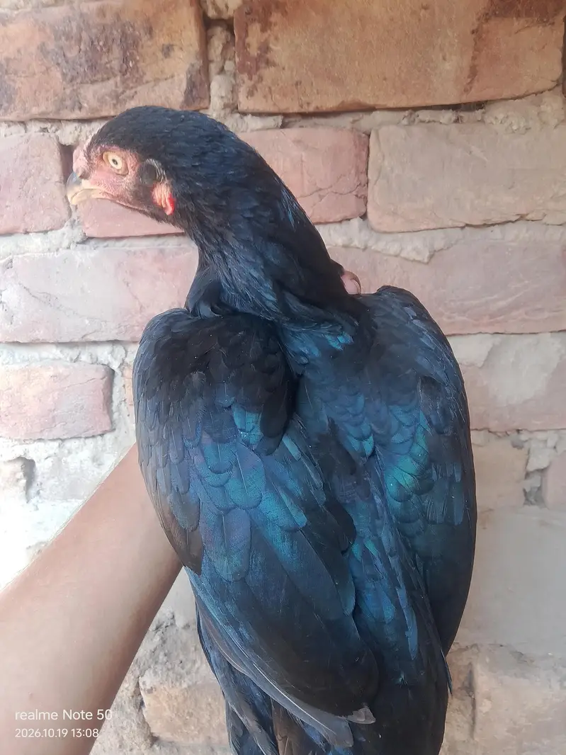 Aseel mushka Madi for sale — photo 4