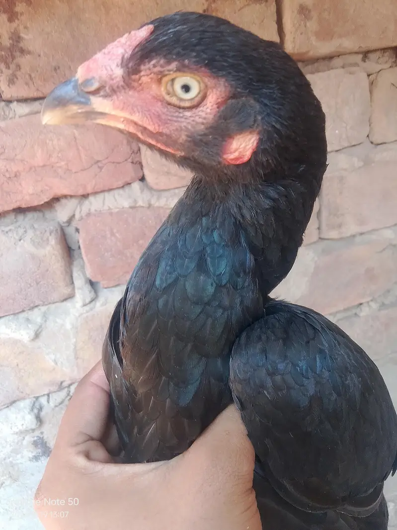 Aseel mushka Madi for sale — photo 6