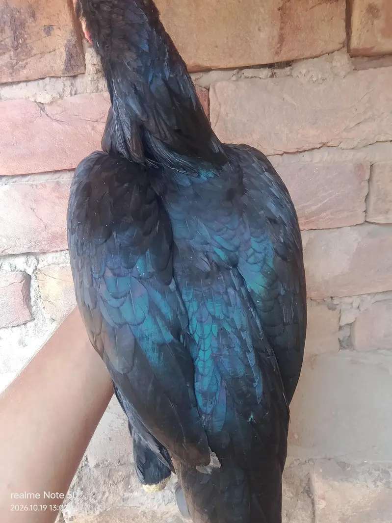 Aseel mushka Madi for sale — photo 7