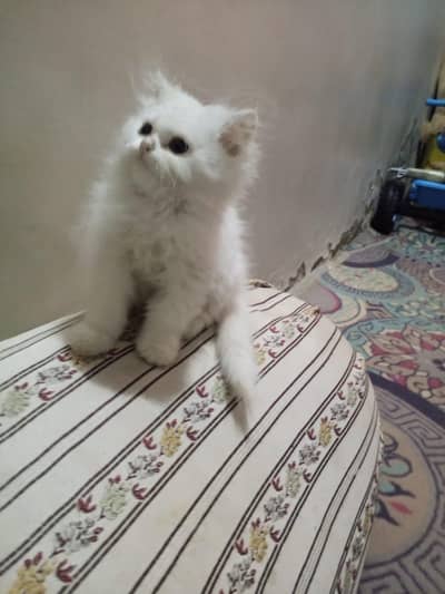persian male kitten for sell only Quetta