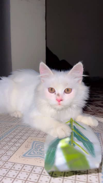 rusian triple coat